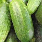 CUCUMBER LOCAL PER LB